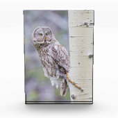 Great Grey Aspen Tree Branch Fotoblokken (Voorkant)