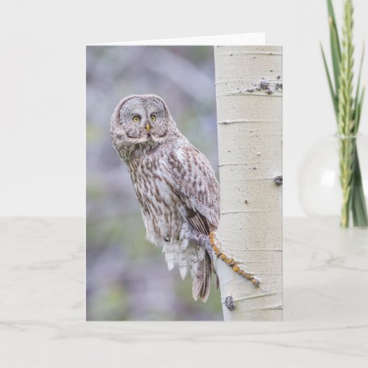 Great Grey Aspen Tree Branch Kaart (Voorkant)