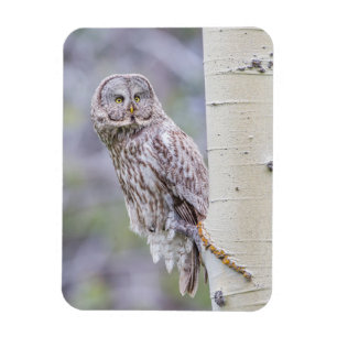 Great Grey Aspen Tree Branch Magneet