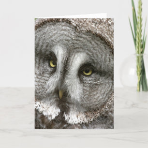 Great Grey Owl Wenskaart Kaart