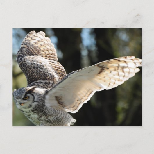 Great Horn Owl Flying 3 Briefkaart (Voorkant)