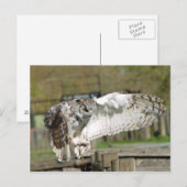 Great Horn Owl Flying 4 Briefkaart (Voorkant / Achterkant)