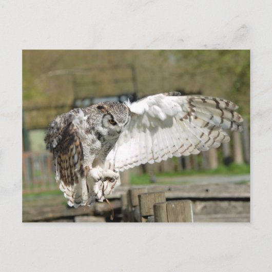 Great Horn Owl Flying 4 Briefkaart (Voorkant)