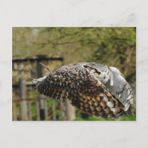 Great Horn Owl Flying Briefkaart