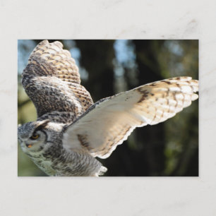 Great Horned Owl 10 Briefkaart