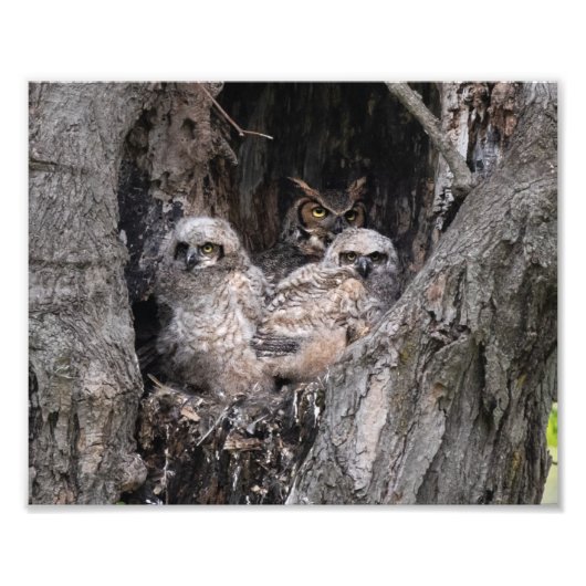 Great Horned Owl and Owlets Foto Afdruk (Voorkant)