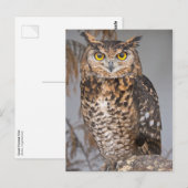 Great Horned Owl (Bubo virginianus) Briefkaart (Voorkant / Achterkant)