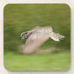 Great Horned Owl (Bubo virginianus) Drankjes Onderzetter