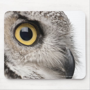 Great Horned Owl - Bubo Virginianus Subarcticus Muismat