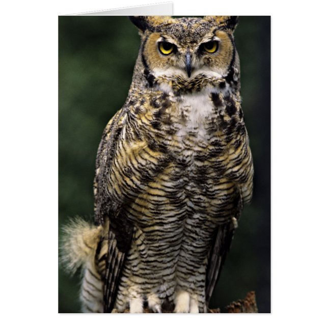 Great Horned Owl (Bubo virginianus), volledig lich (Voorkant)