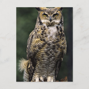 Great Horned Owl (Bubo virginianus), volledig lich Briefkaart