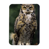 Great Horned Owl (Bubo virginianus), volledig lich Magneet (Verticaal)