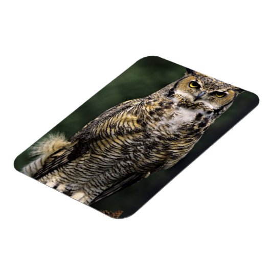 Great Horned Owl (Bubo virginianus), volledig lich Magneet (Linkerzijde)