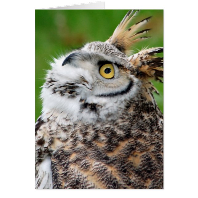 Great Horned Owl Card (Voorkant)