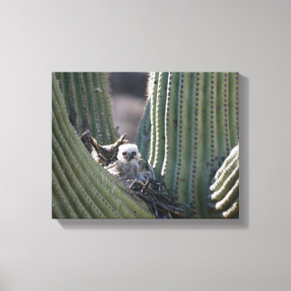 Great Horned Owl Chick Canvas Afdruk