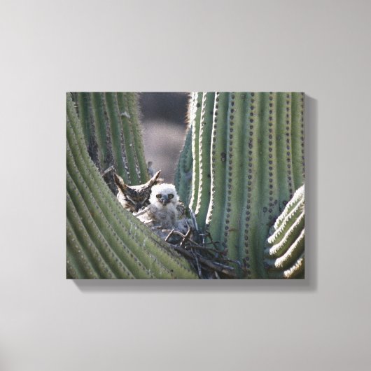 Great Horned Owl Chick Canvas Afdruk (Voorkant)