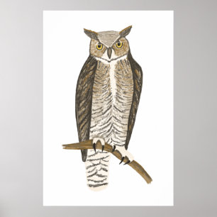Great Horned Owl Drawing Art Poster