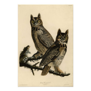 Great Horned Owl from Audubon's Birds of America Foto Afdruk