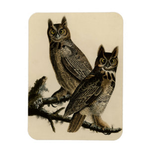 Great Horned Owl from Audubon's Birds of America Magneet