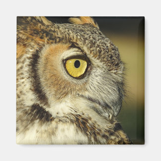 Great Horned Owl Magnet Magneet