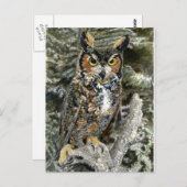 Great Horned Owl Post Card Briefkaart (Voorkant / Achterkant)