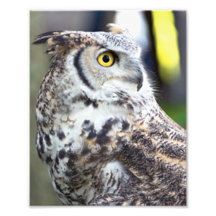 Great Horned Owl Profile Foto Afdruk