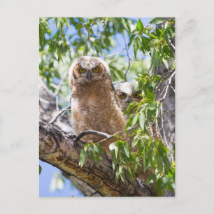 Great Horned Owley in a Tree Photo Carte postale