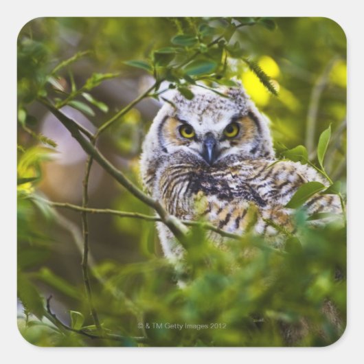 Great Horst Owlet Vierkante Sticker (Voorkant)