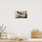 Great Marbled Godwit par Audubon Poster (Cuisine)
