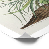 Great Marbled Godwit par Audubon Poster (Coin)