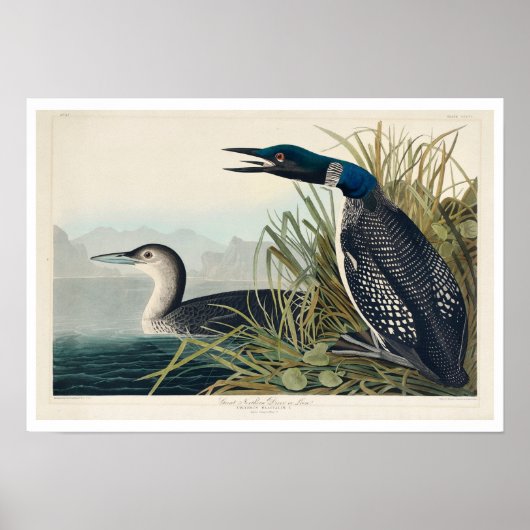Great Northern Diver ou Love par Audubon Poster (Devant)