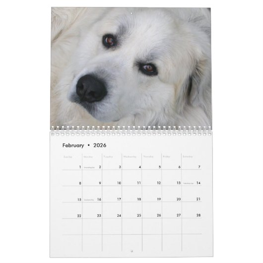 Great Pyrenees Calendar Kalender (Feb 2026)