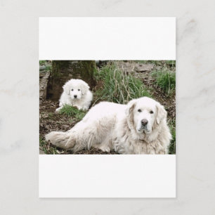 Great Pyrenees Dog and puppy Briefkaart
