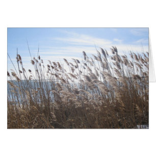 Great South Bay à travers les roseaux