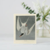 Great Tern, Common Tern - Audubon Birds of America Briefkaart (Staand voorkant)
