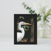 Great White Egret Briefkaart (Staand voorkant)
