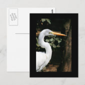 Great White Egret Briefkaart (Voorkant / Achterkant)