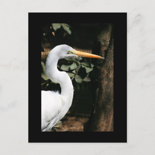 Great White Egret Briefkaart (Voorkant)