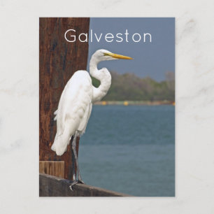 Great White Egret Briefkaart