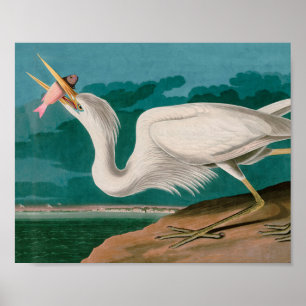 Great White Heron Birds of America Audubon Print