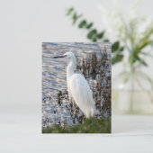 Great White Heron Briefkaart (Staand voorkant)