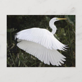 Great White Heron Briefkaart