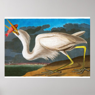 Great White Heron door John James Audubon Poster