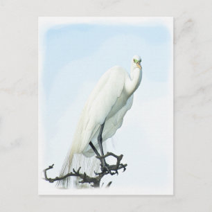 Great White Heron Portrait Animal Photography Briefkaart
