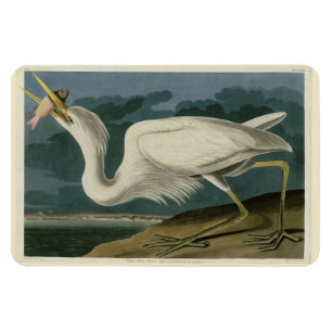 Great White Heron, van Audubon's Birds of America Magneet