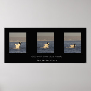Great White neemt zegel Poster