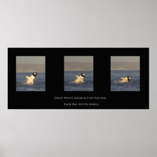 Great White neemt zegel Poster