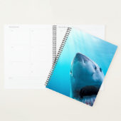 Great White Shark | Afrique du Sud (Devant avec enveloppe)