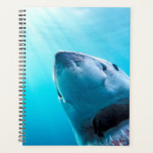 Great White Shark | Afrique du Sud (Devant)