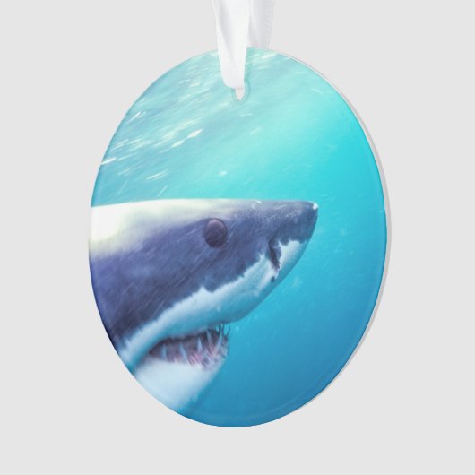 Great White Shark | Afrique du Sud (devant)